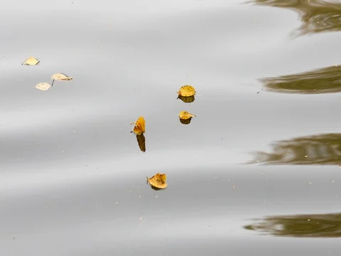 Autumn. Reflection of trees in water Video stock 80177877