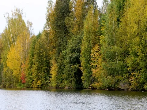 Autumn. Reflection of trees in water Vídeos de archivo 80177884