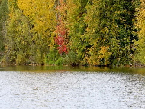Autumn. Reflection of trees in water Vidéo 80177901