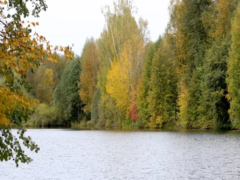 Autumn. Reflection of trees in water Vidéo 80177915