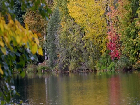 Autumn. Reflection of trees in water 動画素材 80177916