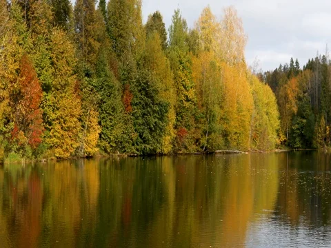 Autumn. Reflection of trees in water Stock Footage