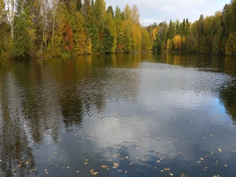 Autumn. Reflection of trees in water Vidéo 80703083