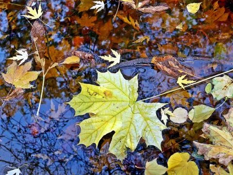 Autumn, reflection on water Stock Photos
