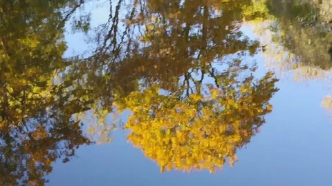 Autumn reflections. Stock Footage 83006250