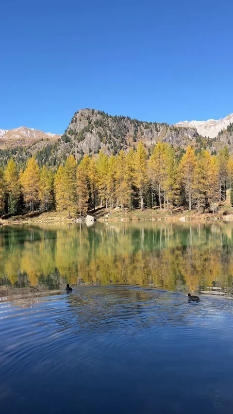 Autumn Reflections on Lago di San Pellegrino with Ducks – 4K Vertical Stock Footage 331082010