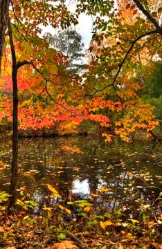 Autumn reflections Stock Photos