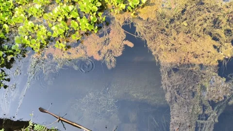 Autumn Reflections in Still Water Stock-Footage 340517533