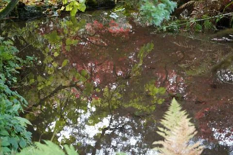 Autumn Reflections In Tranquil Stream At Newstead Abbey, Nottinghamshire, Stock Photos