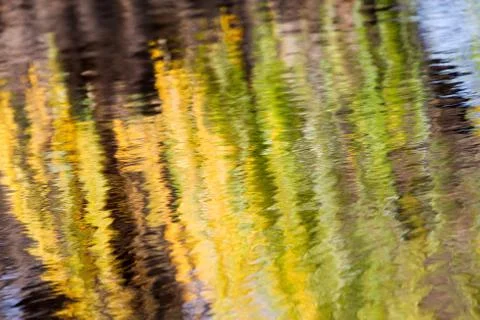 Autumn reflections of a willow tree Stock Photos