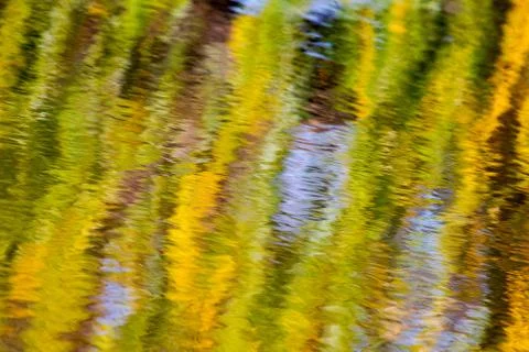 Autumn reflections of a willow tree Stock Photos