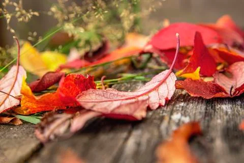 Autumn Rhapsody. Stock Photos