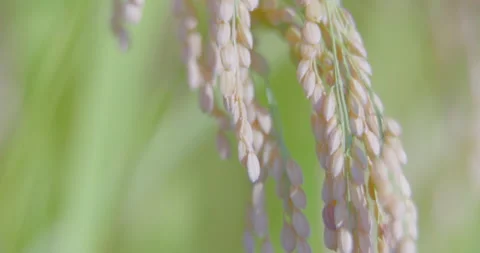 Autumn rice ears in paddy. Close-up. Good harvest. FIX. Stock Footage 165535684