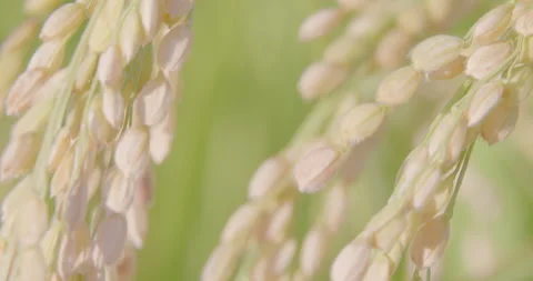 Autumn rice ears in paddy. Close-up. Good harvest. Pan LtoR. Stock Footage 165548803