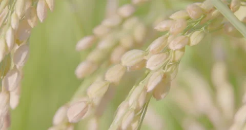 Autumn rice ears in paddy. Close-up. Good harvest. Pan RtoL. Stock Footage 165548807