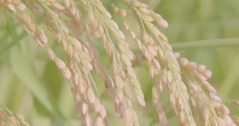 Autumn rice ears in paddy. Close-up. Good harvest. FIX. Stock Footage 165548904
