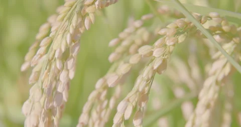 Autumn rice ears in paddy. Close-up. Good harvest. FIX. Stock Footage 165548928