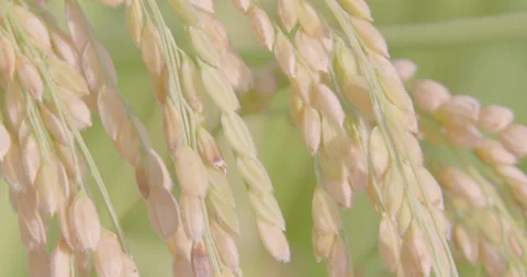 Autumn rice ears in paddy. Close-up. Good harvest. Pan RtoL. Stock Footage 165549723