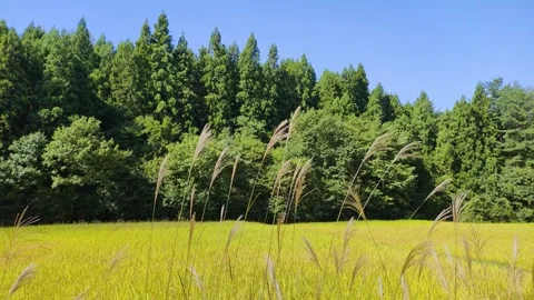 Autumn rice fields and silver grass swaying in the wind Stock Footage 318377517