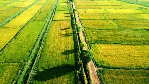 Autumn Rice Fields - Field Stock Footage 258991388