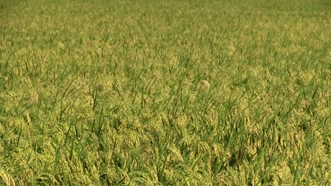 Autumn Rice Video stock 327478887