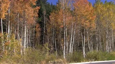 Autumn ride Vídeo Stock 42784526