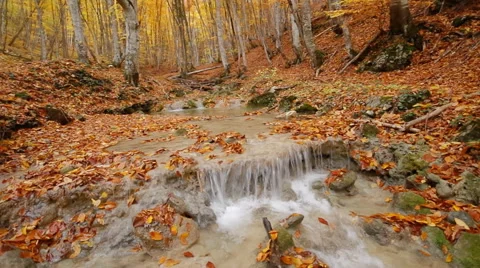 Autumn rill flow Stock Footage 48348299