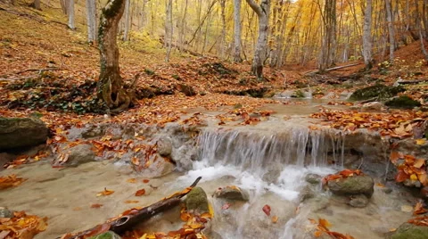 Autumn rill flow Stock Footage 48348592