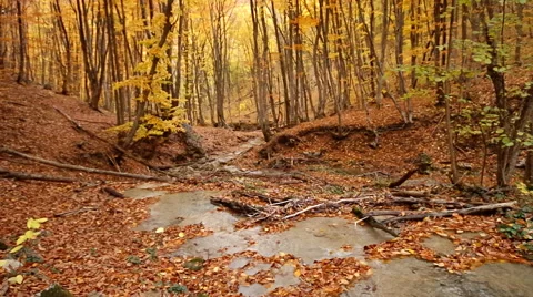 Autumn rill flow Stock Footage 48529840