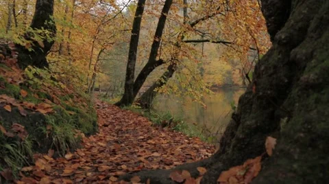 Autumn, ring on the lake Stock Footage 43325804