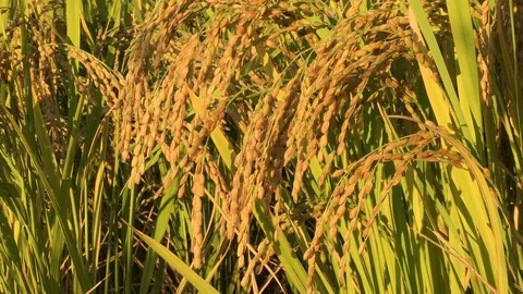 In autumn, ripe rice fields Stock Footage 95886840