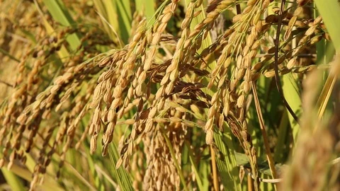In autumn, ripe rice fields Stock Footage 95890414