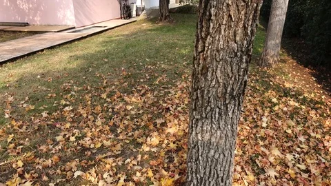 Autumn rising Stock Footage 81670772