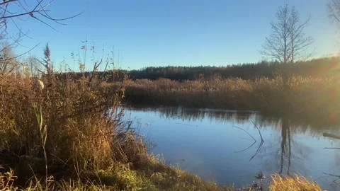 Autumn river with beautiful reflection of tree and brown grass in water Stock Footage 220646664