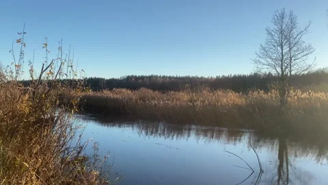 Autumn river with beautiful reflection of tree and brown grass in water Stock Footage 220646672