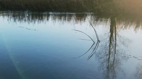 Autumn river with beautiful reflection of tree and brown grass in water Stock Footage 220671428