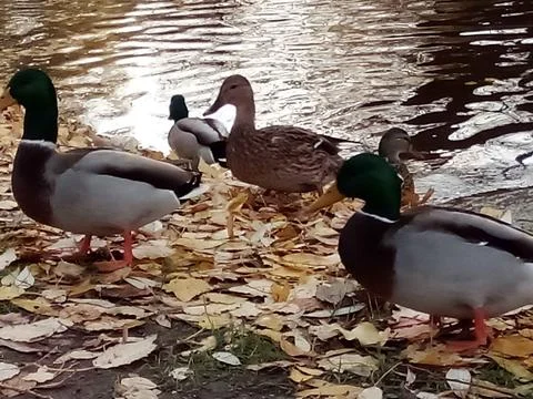 Autumn River with ducks Stock Photos