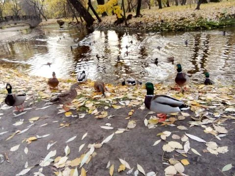 Autumn River with ducks Stock-Fotos
