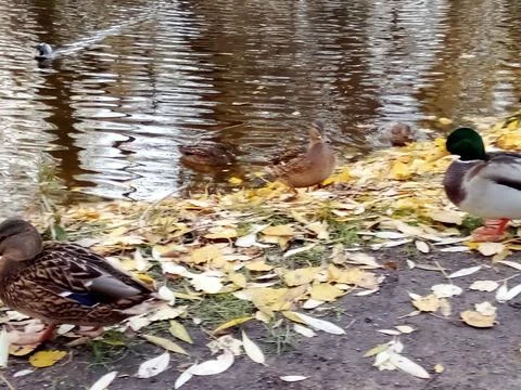 Autumn River with ducks Stock Photos