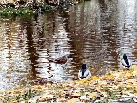 Autumn River with ducks Stock Photos