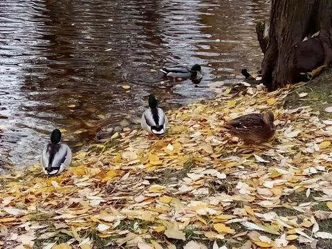 Autumn River with ducks Stock-Fotos