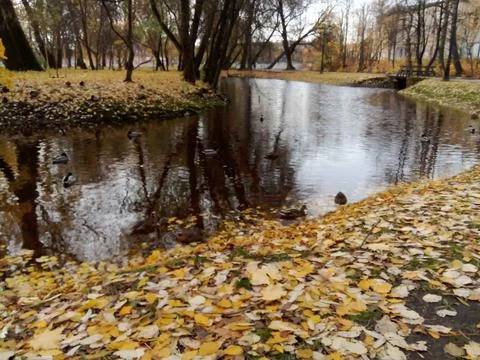 Autumn River with ducks Stock Photos