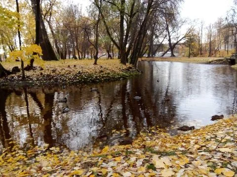 Autumn River with ducks Stock Photos