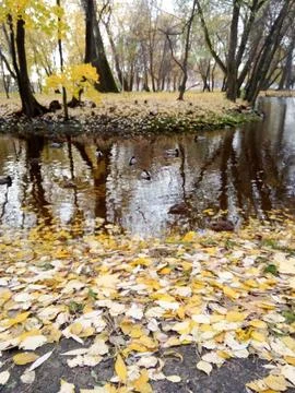Autumn River with ducks Foto stock