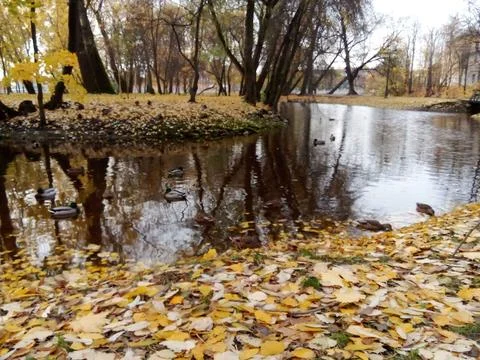 Autumn River with Ducks Foto stock