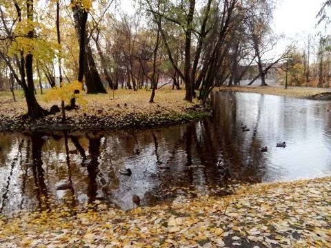 Autumn River with Ducks Stock Photos
