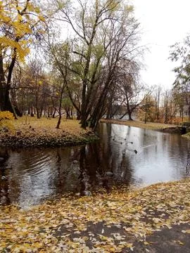 Autumn River with ducks Stock Photos