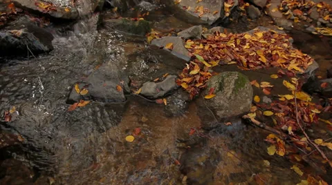Autumn River flow down leaves Stock Footage 34052527