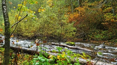 Autumn River Flowing Through Forest in Mount Rainier National Park, Washington Stock Footage 332142807