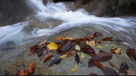 Autumn River Stock Footage 910075